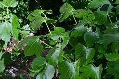 Jatropha tanjorensis